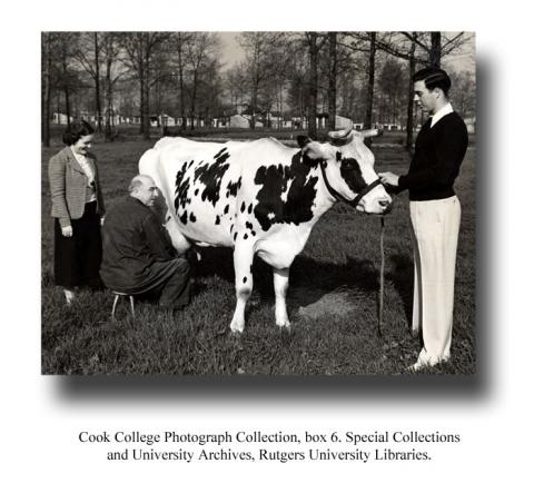 Two individuals talking to a third person milking a cow. Cook College Photograph Collection, box 6. Special Collections and University Archives, Rutgers University Libraries.