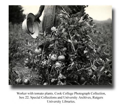 Worker with tomato plants, Cook College Photograph Collection, box 22. Special Collections and University Archives, Rutgers University Libraries.